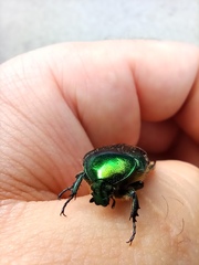 Cetonia aurata