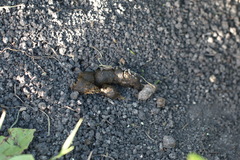 Marmota bobak