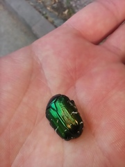 Cetonia aurata