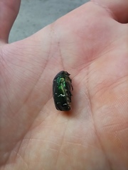 Cetonia aurata