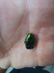 Cetonia aurata
