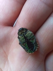 Cetonia aurata