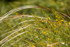 Stipa zalesskyi