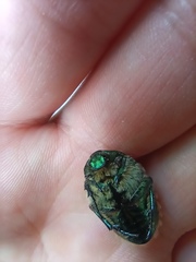 Cetonia aurata