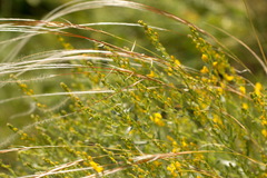Stipa zalesskyi