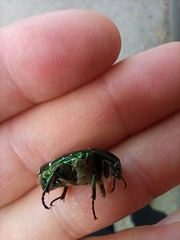 Cetonia aurata