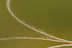 Stipa zalesskyi