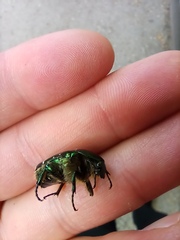 Cetonia aurata