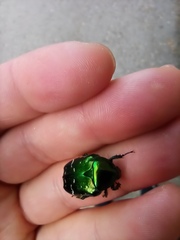 Cetonia aurata
