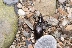 Limodromus assimilis