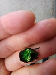 Cetonia aurata