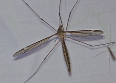 Tipula lateralis