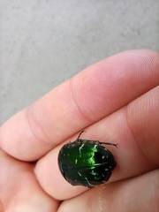 Cetonia aurata