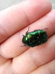 Cetonia aurata