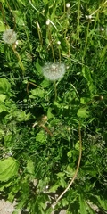 Taraxacum officinale