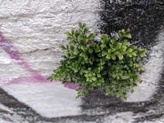 Asplenium ruta-muraria