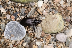 Limodromus assimilis