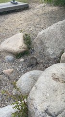 Urocitellus beldingi