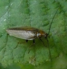 Ectobius vittiventris