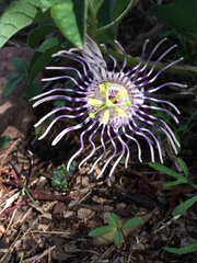 Passiflora karwinskii