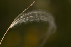 Stipa lessingiana