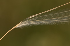 Stipa lessingiana