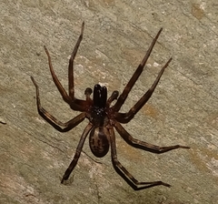 Megalostrata