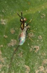 Sycoryctes hirtus