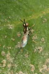 Sycoryctes hirtus