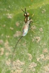 Sycoryctes hirtus