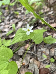 Viola canadensis scopulorum