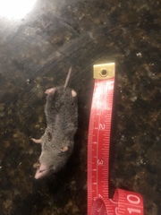 Blarina carolinensis