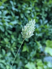 Phalaris canariensis