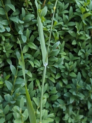 Phalaris canariensis