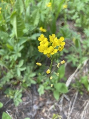 Draba spectabilis