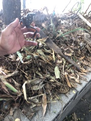 Agalychnis dacnicolor