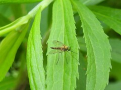 Chrysopilus modestus
