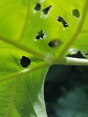 Neochlamisus platani