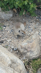 Urocitellus beldingi