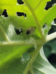 Neochlamisus platani