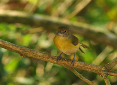 Hylophilus thoracicus