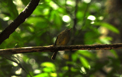 Hemitriccus orbitatus