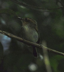 Poecilotriccus plumbeiceps