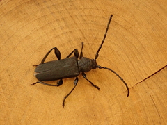 Ropalopus macropus