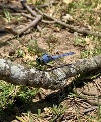 Erythemis simplicicollis
