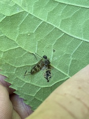 Furia ithacensis
