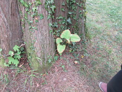 Taxodium distichum