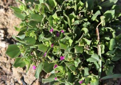 Polygala amatymbica