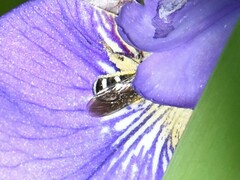 Lasioglossum sexnotatum