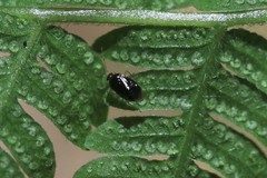 Monalocoris americanus